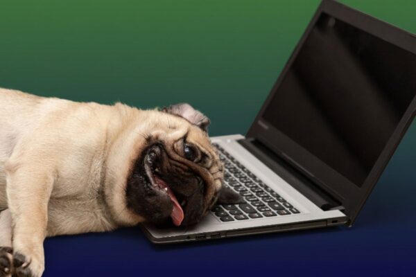 hond op laptop