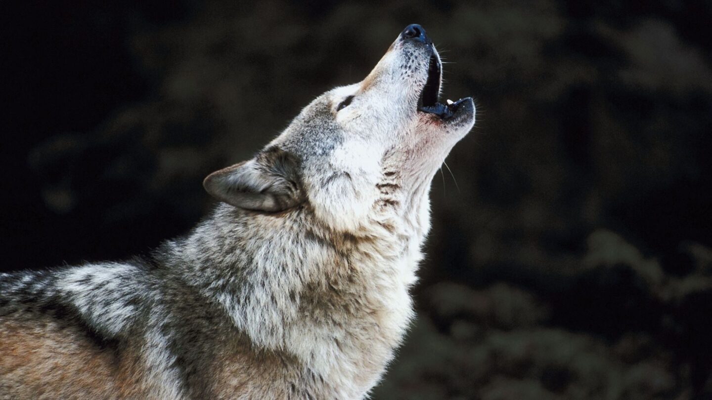 een wolf die huilt naar de maan