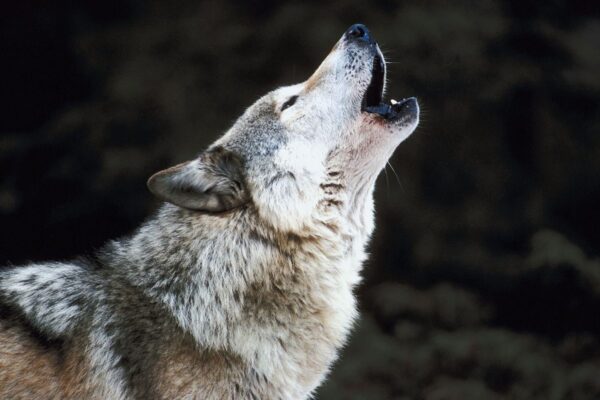 een wolf die huilt naar de maan