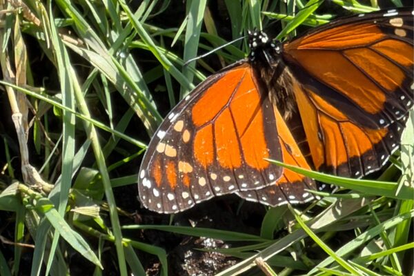 oranje vlinder op gras