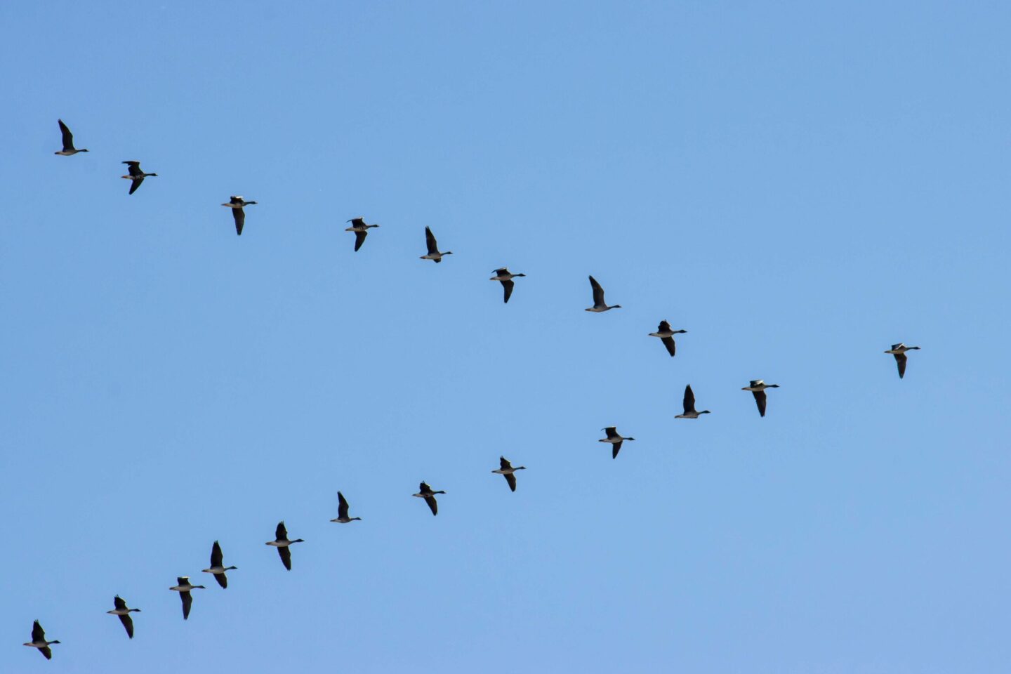 een vlucht ganzen in V vorm