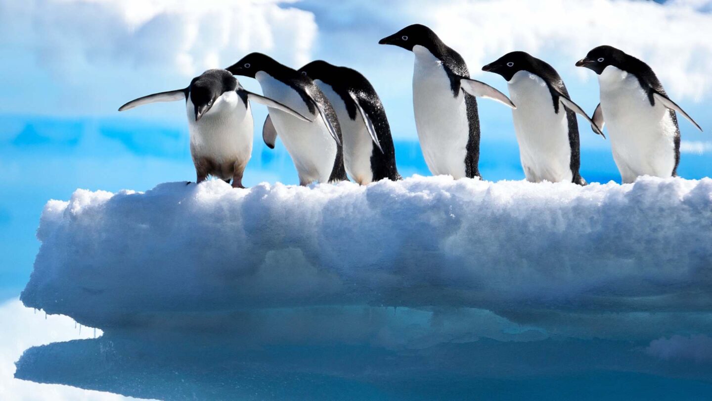 pinguïns die wachten op hun duik
