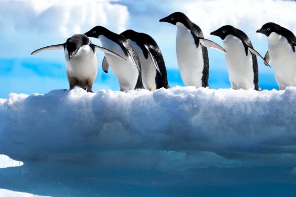 pinguïns die wachten op hun duik