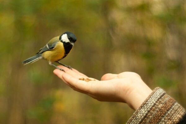 pimpelmees eet uit de hand