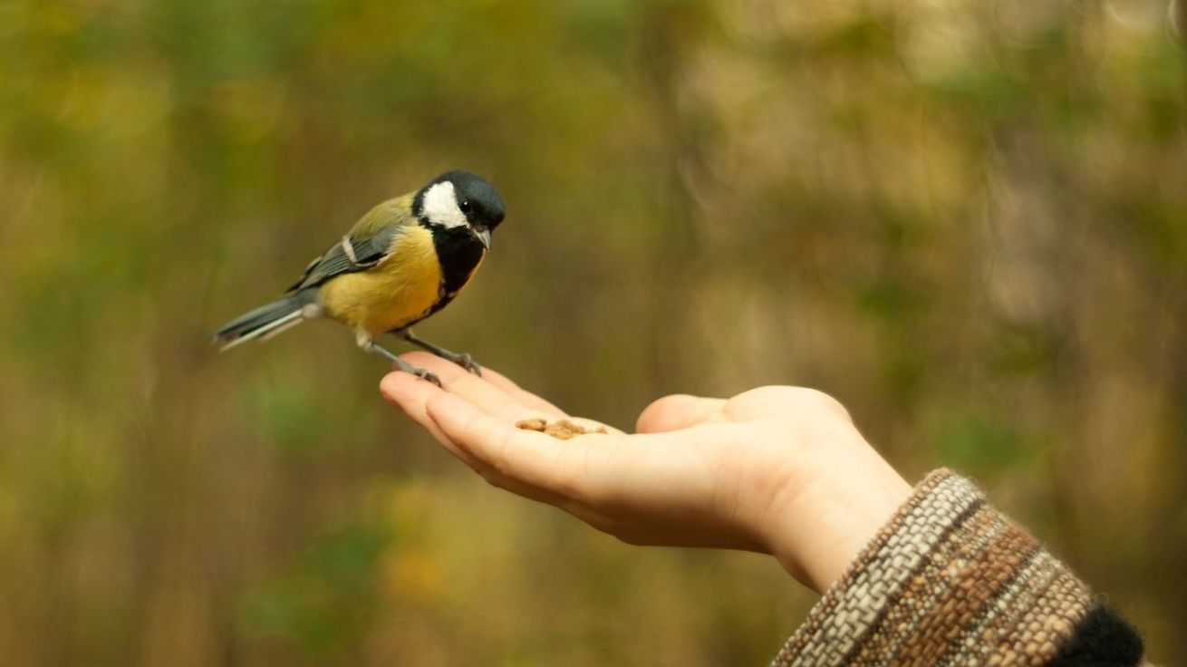 pimpelmees eet uit de hand