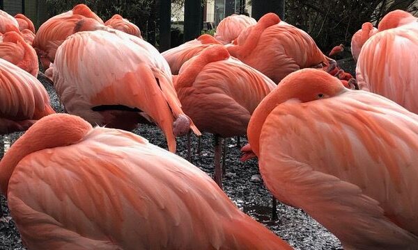 een groep flamingo's met hun kop verborgen