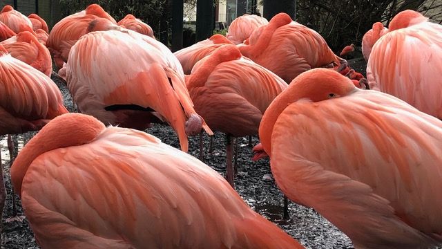een groep flamingo's met hun kop verborgen