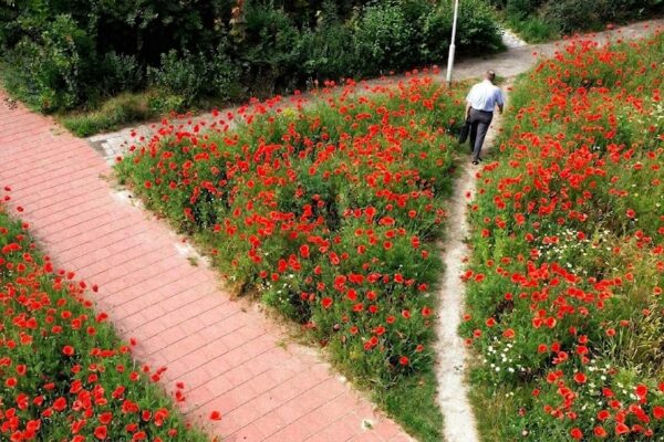 olifantenpaadje in een veld met klaprozen: Het model van sociale regulatie van Reynaud