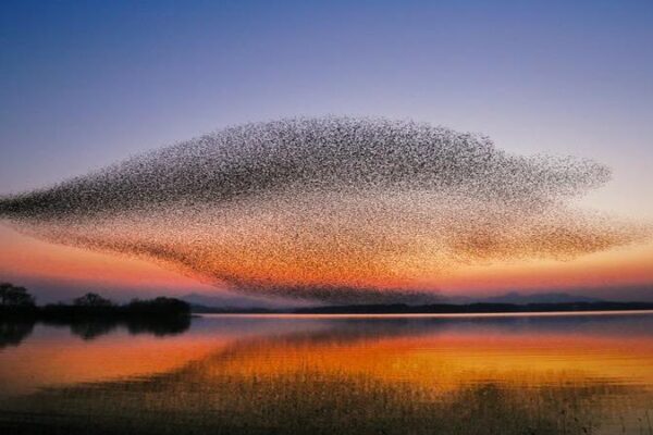 een zwerm vogels als voorbeeld van het murmuration model