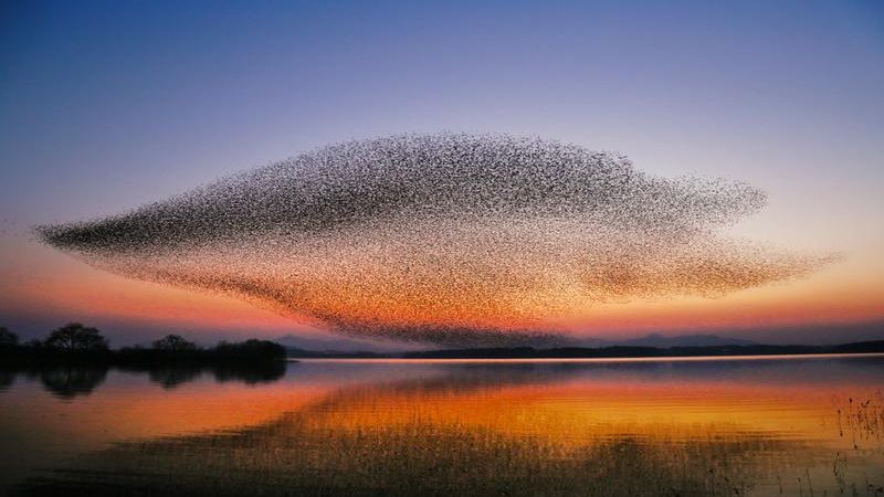 een zwerm vogels als voorbeeld van het murmuration model